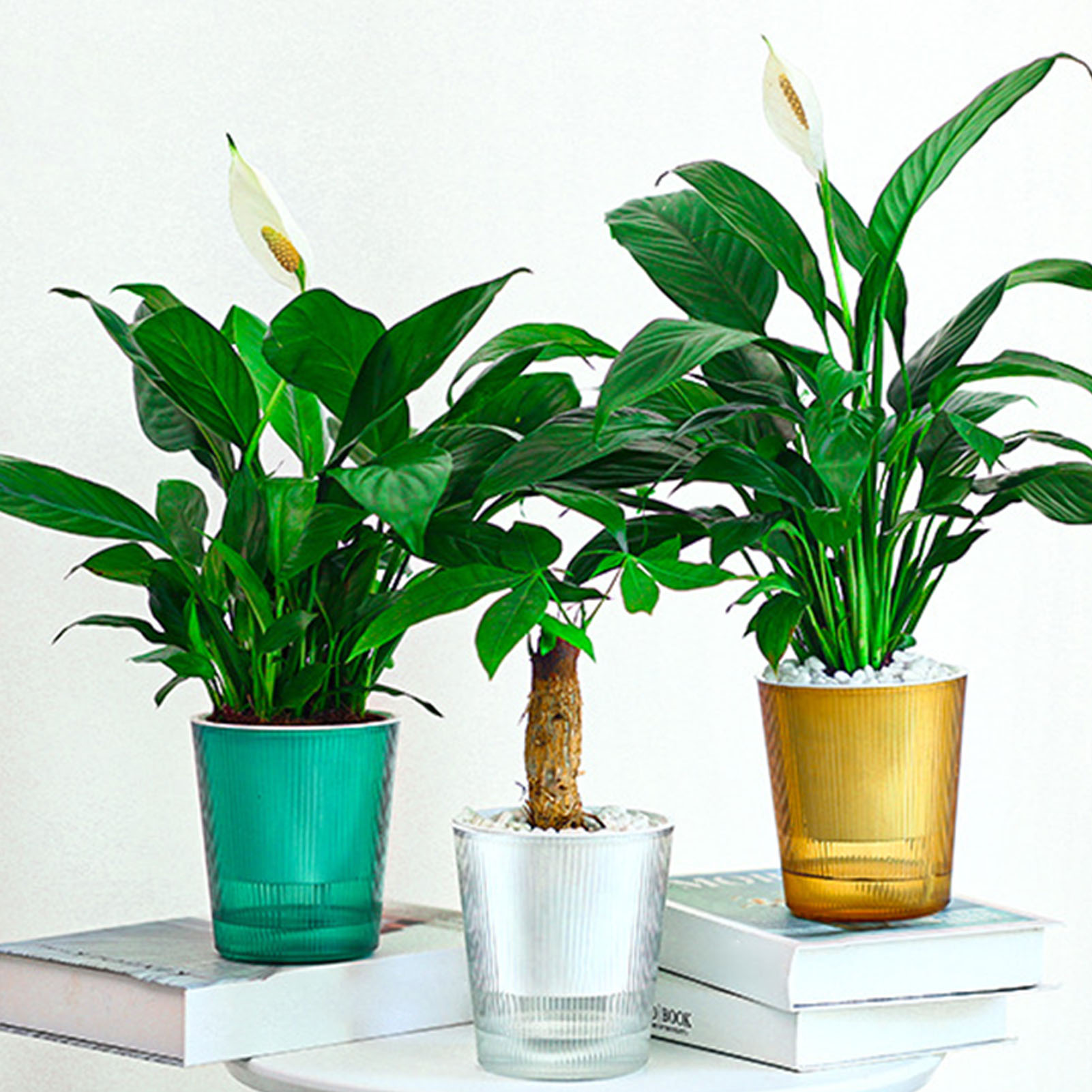 Visible Self Watering Plants P - Aloe Vera Pot ulasan dan harga