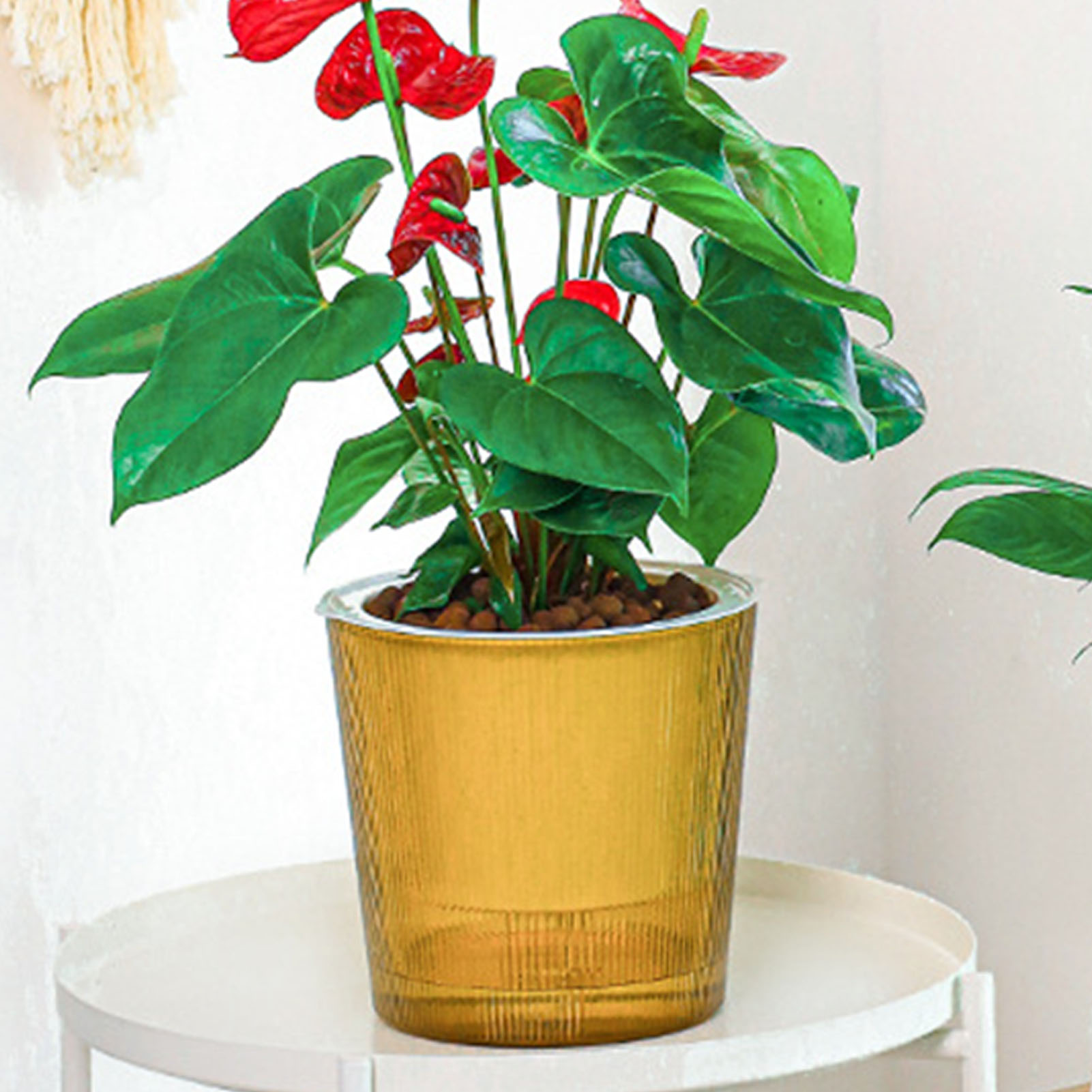 Visible Self Watering Plants P - Aloe Vera Pot ulasan dan harga