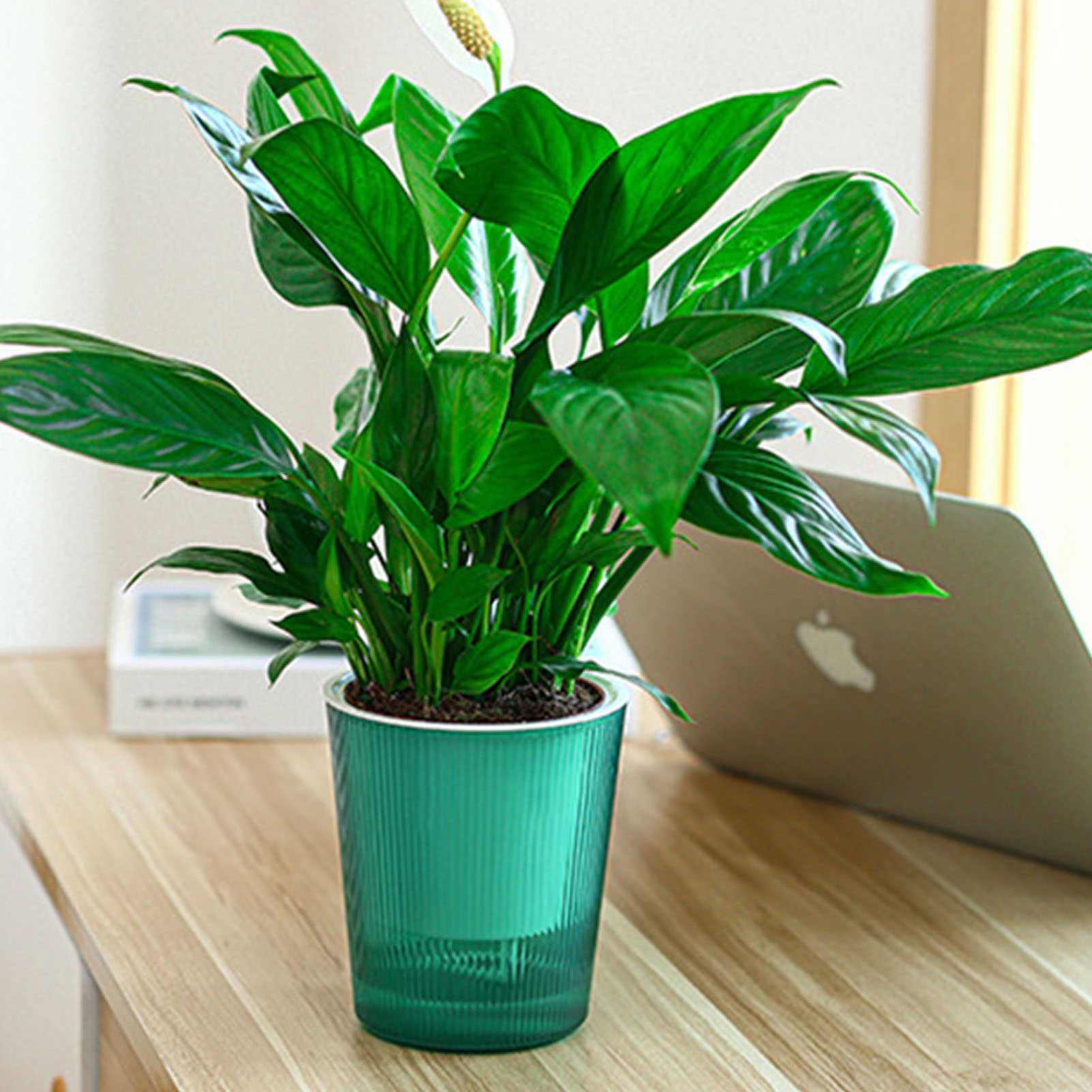 Visible Self Watering Plants P - Aloe Vera Pot ulasan dan harga