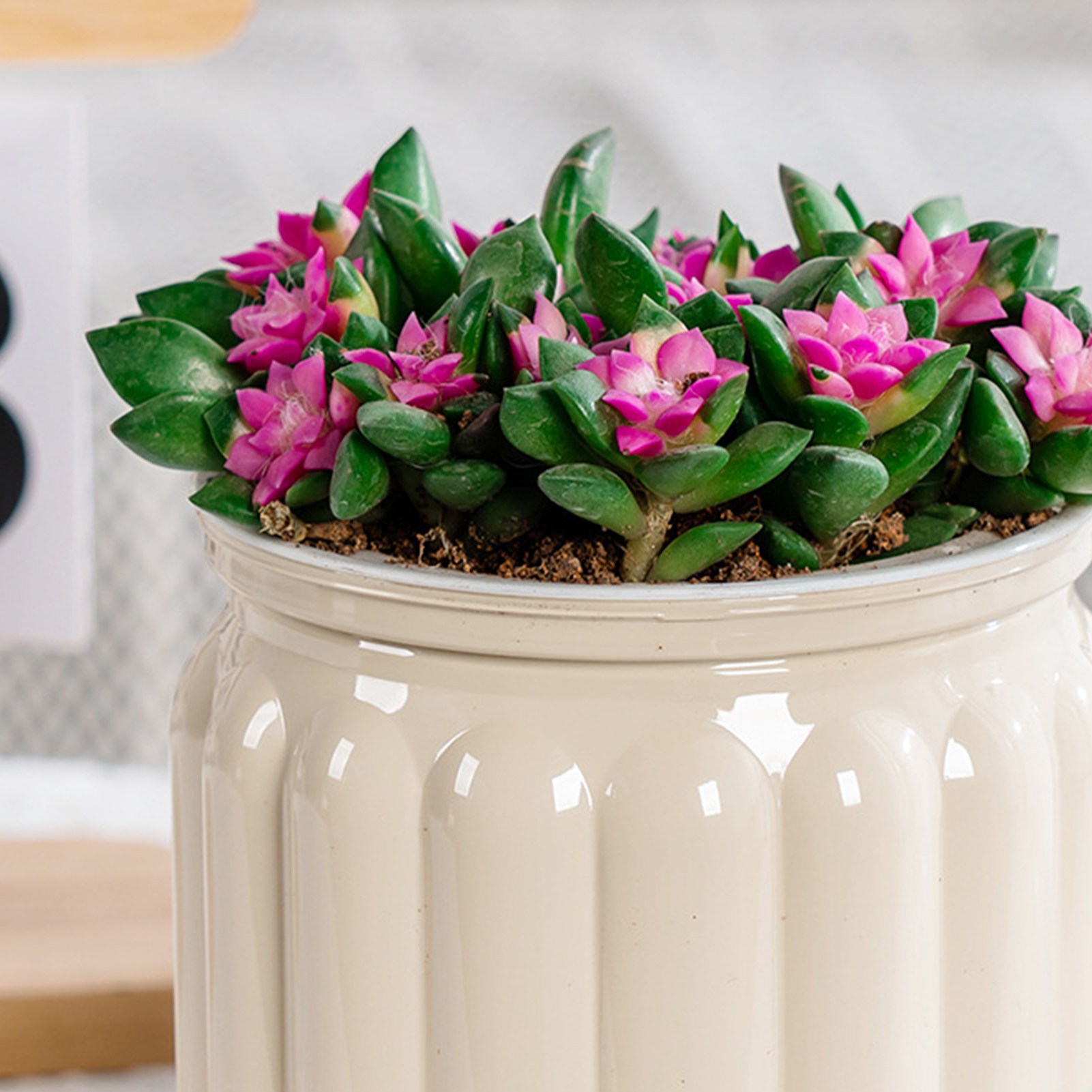 Elegant Self Watering Planter  - Aloe Vera Pot ulasan dan harga
